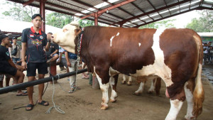 Bukan Sekadar Kontes! Wamentan Sudaryono Ubah Expo Sapi Jadi Panggung Revolusi Ternak!